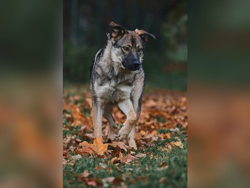 Sanfte Santa sucht liebevolles Zuhause