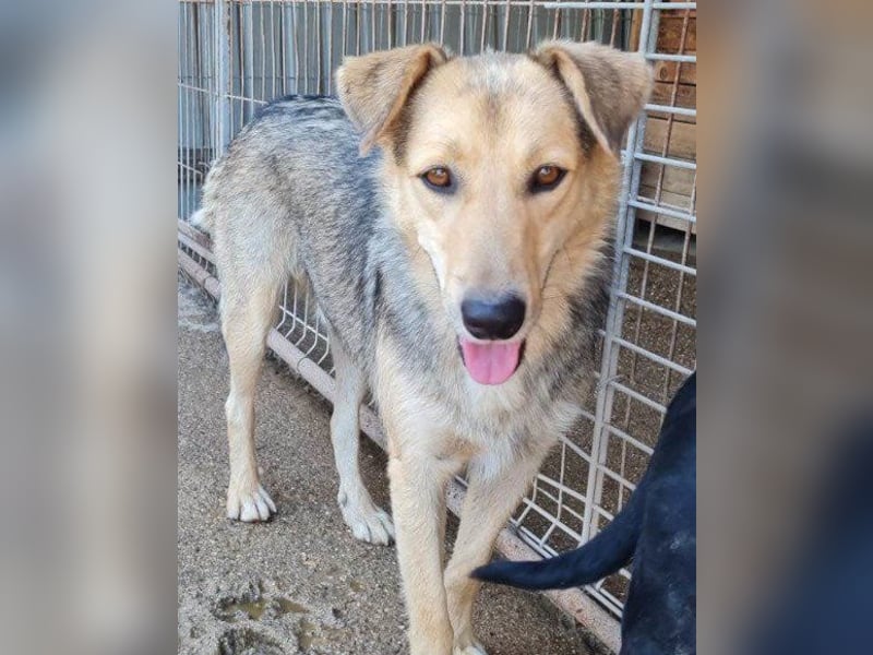 Flinn sucht sein Für-Immer-Zuhause Flinn sucht sein Für-Immer-Zuhause