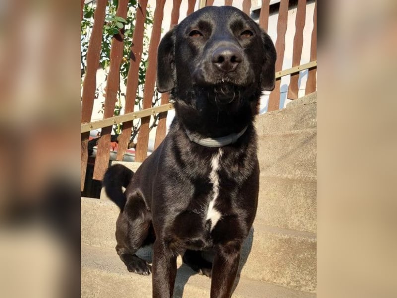 SCOOBY❤️lebensfroher, aktiver Lausbub und sehr menschenbezogen