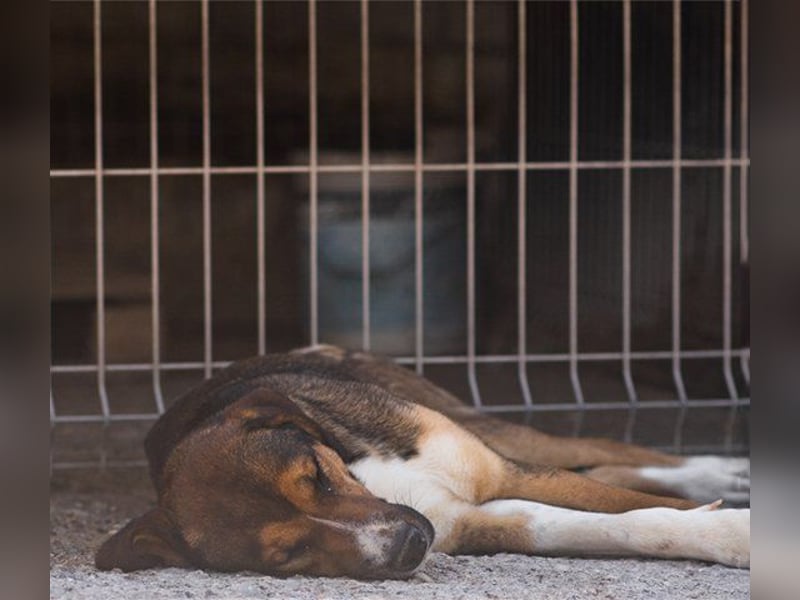 Dave möchte endlich sein Zuhause finden
