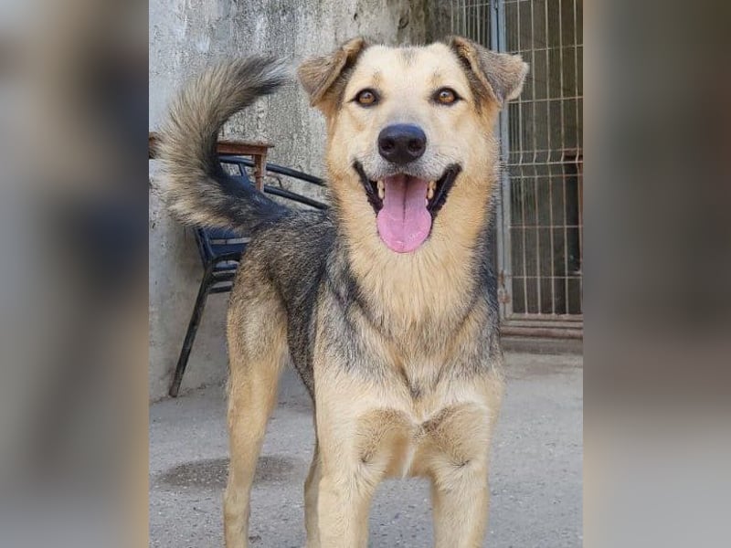 Flinn sucht sein Für-Immer-Zuhause