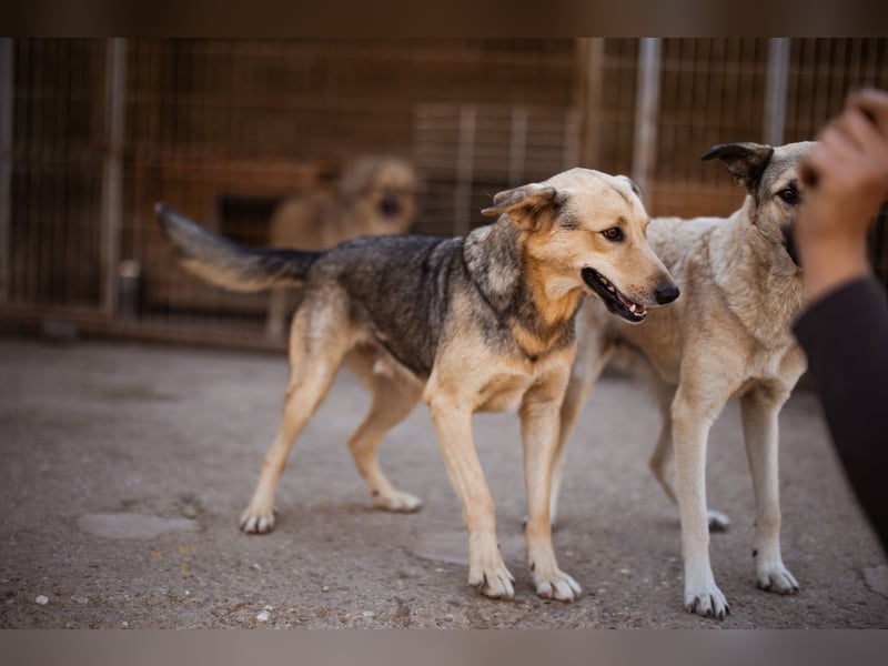 Flinn sucht sein Für-Immer-Zuhause Flinn sucht sein Für-Immer-Zuhause