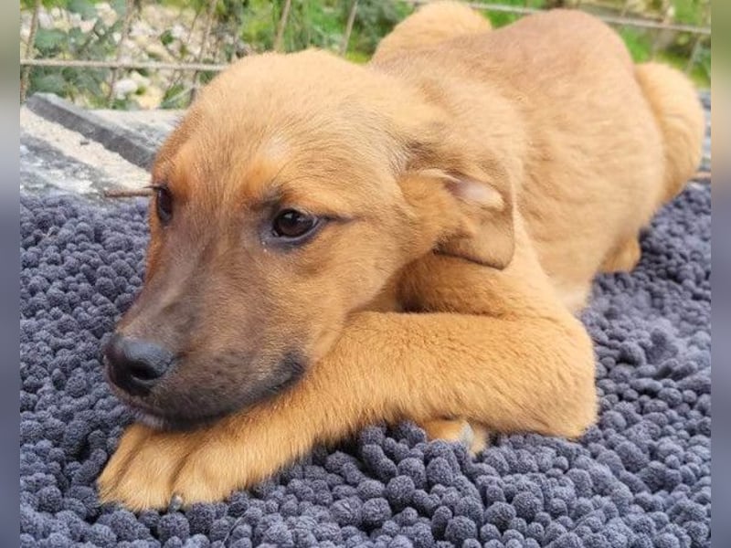 charmanter LASKO❤️wartet in 25474 Bönningstedt!