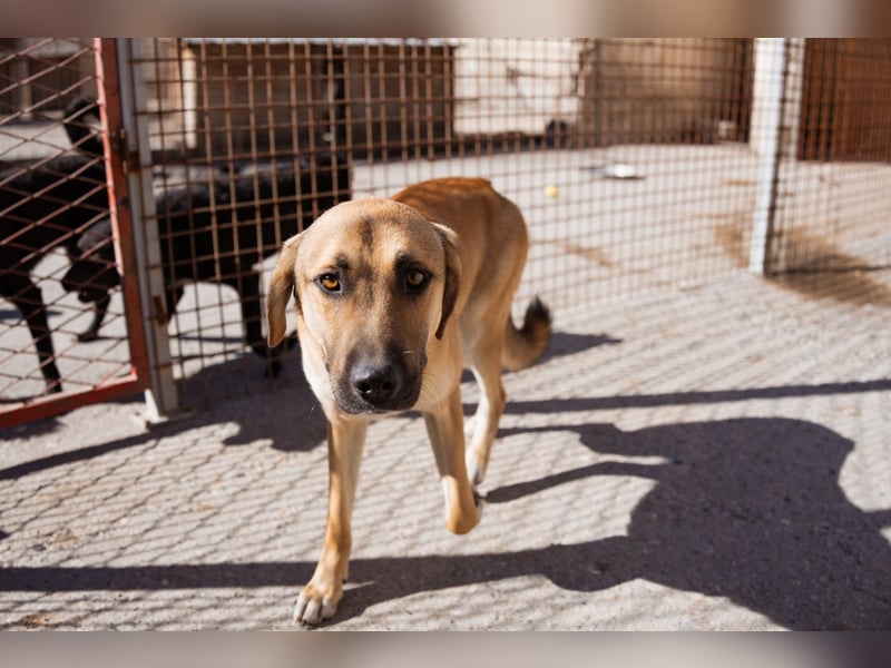 SCHLAUBI❤️smarter, kluger und entzückender Fellnasen-Fratz!