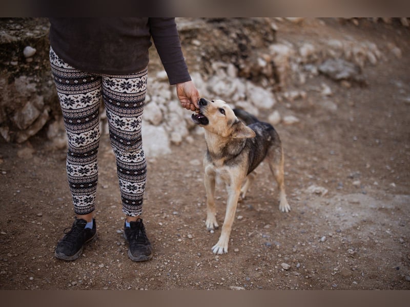 Flinn sucht sein Für-Immer-Zuhause Flinn sucht sein Für-Immer-Zuhause