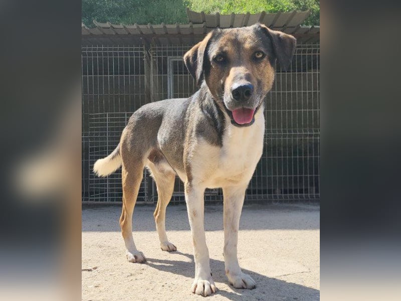 ROBI❤️zauberhafter, lieber Hundejunge, zurückhaltend und sozial