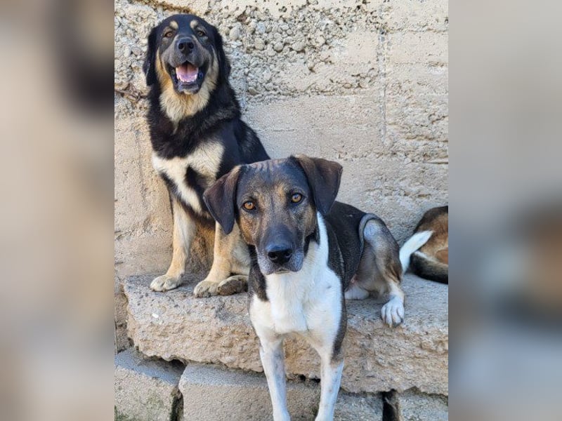ROBI❤️zauberhafter, lieber Hundejunge, zurückhaltend und sozial