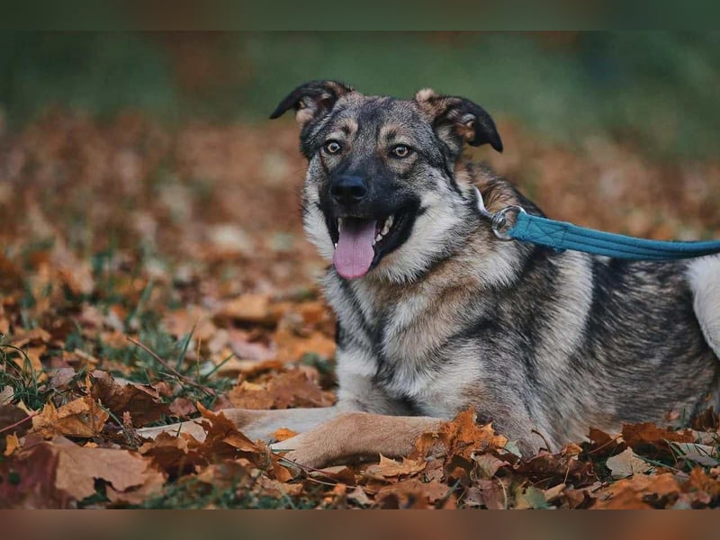 Sanfte Santa sucht liebevolles Zuhause