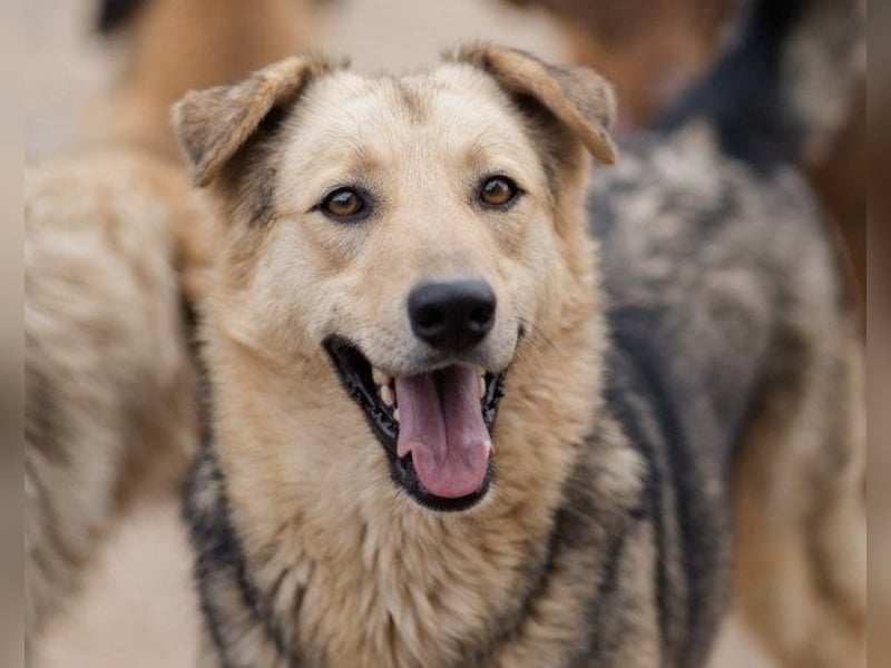 Flinn sucht sein Für-Immer-Zuhause