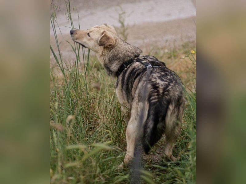 Flinn sucht sein Für-Immer-Zuhause Flinn sucht sein Für-Immer-Zuhause