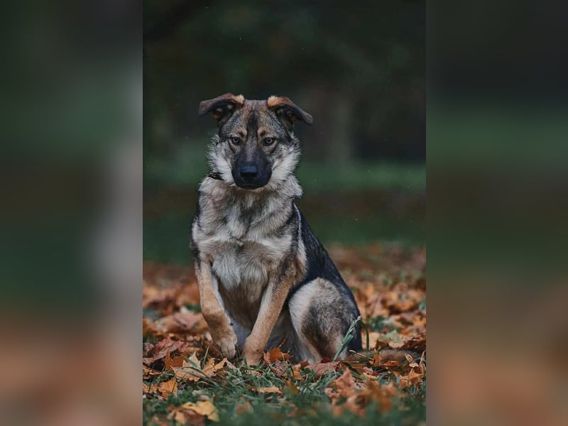 Sanfte Santa sucht liebevolles Zuhause