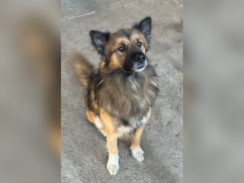 DANTE❤️flauschige, soziale Knutschkugel sucht dringend Nestwärme