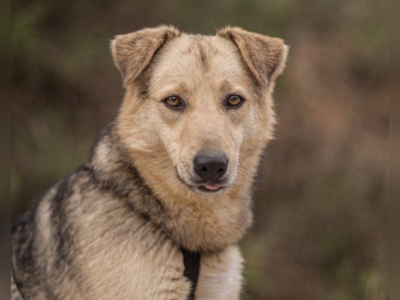 Flinn sucht sein Für-Immer-Zuhause Flinn sucht sein Für-Immer-Zuhause