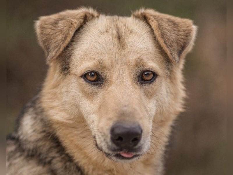 Flinn sucht sein Für-Immer-Zuhause Flinn sucht sein Für-Immer-Zuhause
