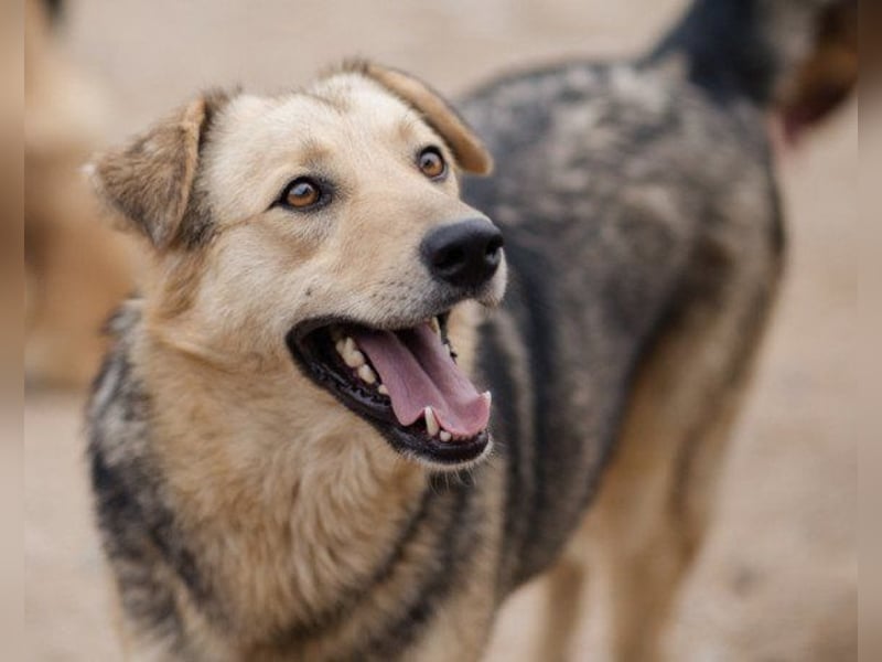Flinn sucht sein Für-Immer-Zuhause Flinn sucht sein Für-Immer-Zuhause