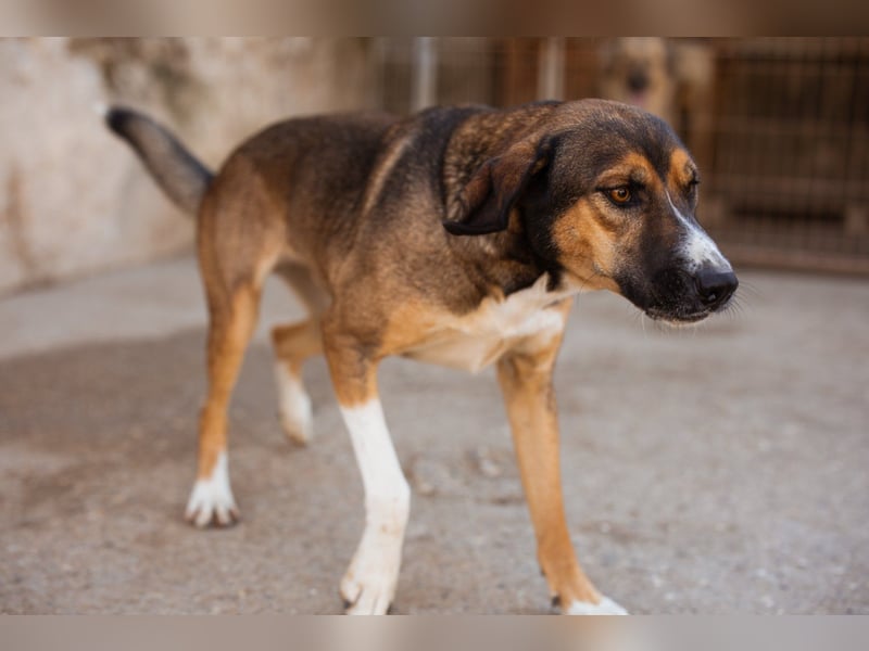 Dave möchte endlich sein Zuhause finden