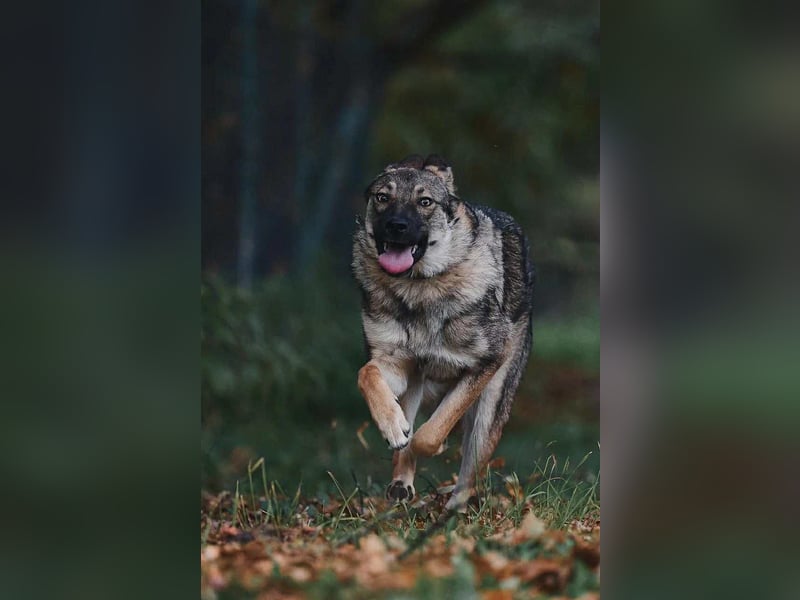 Sanfte Santa sucht liebevolles Zuhause