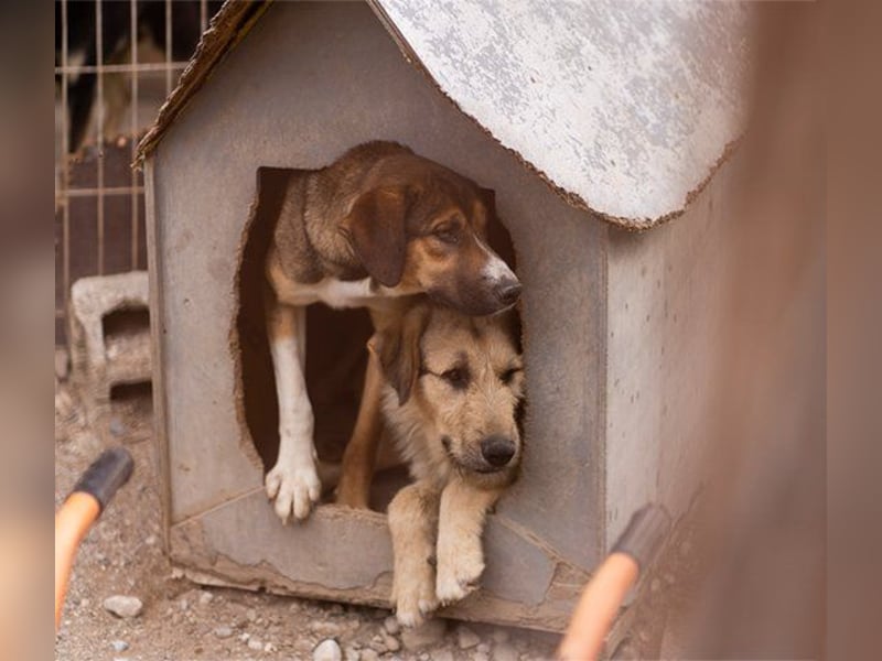 Dave möchte endlich sein Zuhause finden