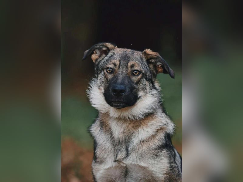 Sanfte Santa sucht liebevolles Zuhause