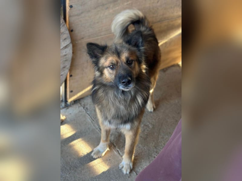 DANTE❤️flauschige, soziale Knutschkugel sucht dringend Nestwärme