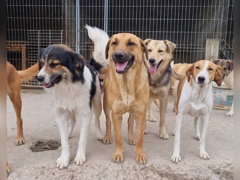 Flinn sucht sein Für-Immer-Zuhause Flinn sucht sein Für-Immer-Zuhause