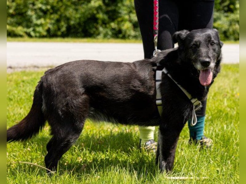 OldLady ♥Gita♥ die pure Herzenshündin OldLady ♥Gita♥ die pure Herzenshündin