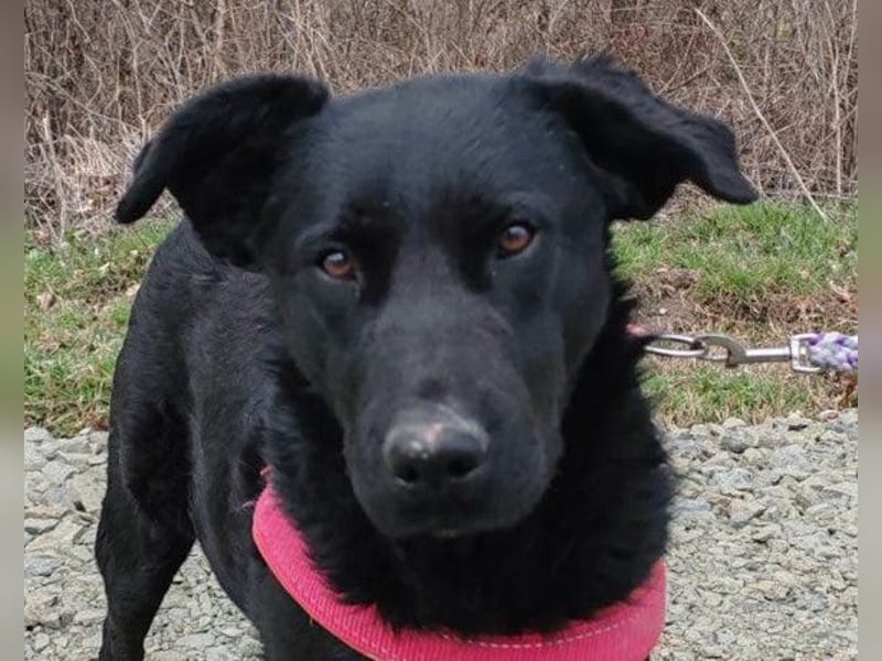 ASYA❤️verschmuste Schönheit mit einem ganz großen Herzen ASYA❤️verschmuste Schönheit mit einem ganz großen Herzen