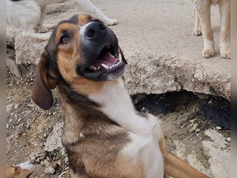 Dave möchte endlich sein Zuhause finden