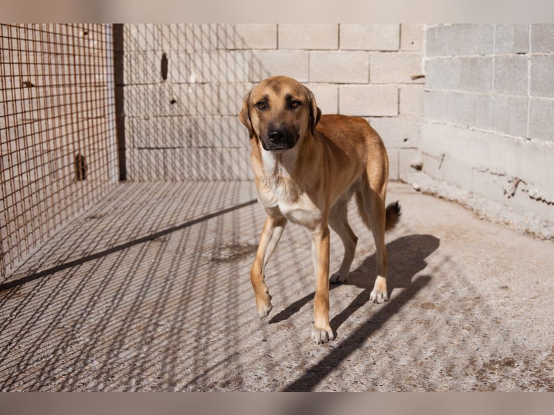 SCHLAUBI❤️smarter, kluger und entzückender Fellnasen-Fratz!