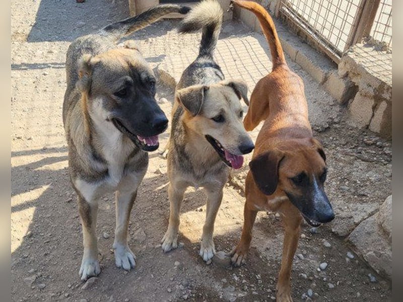 Flinn sucht sein Für-Immer-Zuhause Flinn sucht sein Für-Immer-Zuhause