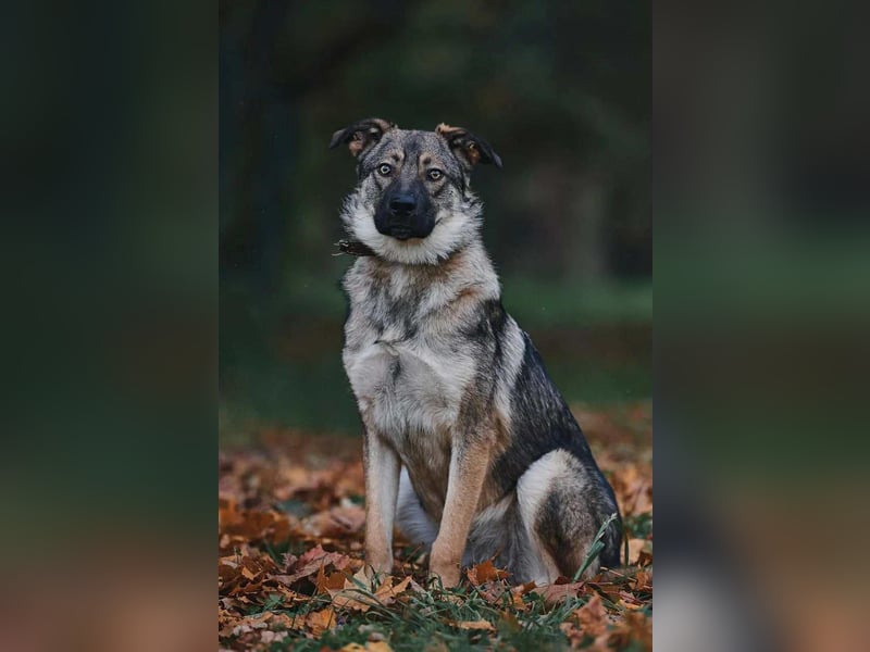 Sanfte Santa sucht liebevolles Zuhause