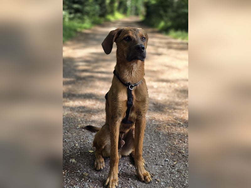 charmanter LASKO❤️wartet in 25474 Bönningstedt!