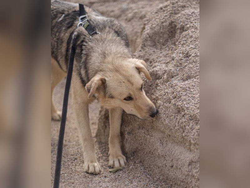 Flinn sucht sein Für-Immer-Zuhause Flinn sucht sein Für-Immer-Zuhause