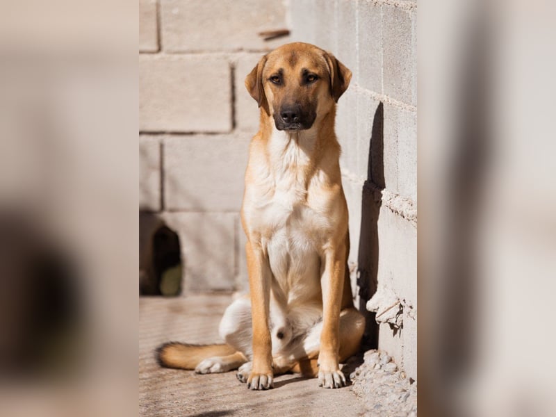 SCHLAUBI❤️smarter, kluger und entzückender Fellnasen-Fratz!