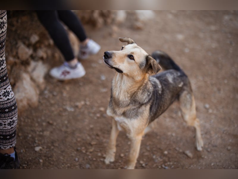 Flinn sucht sein Für-Immer-Zuhause