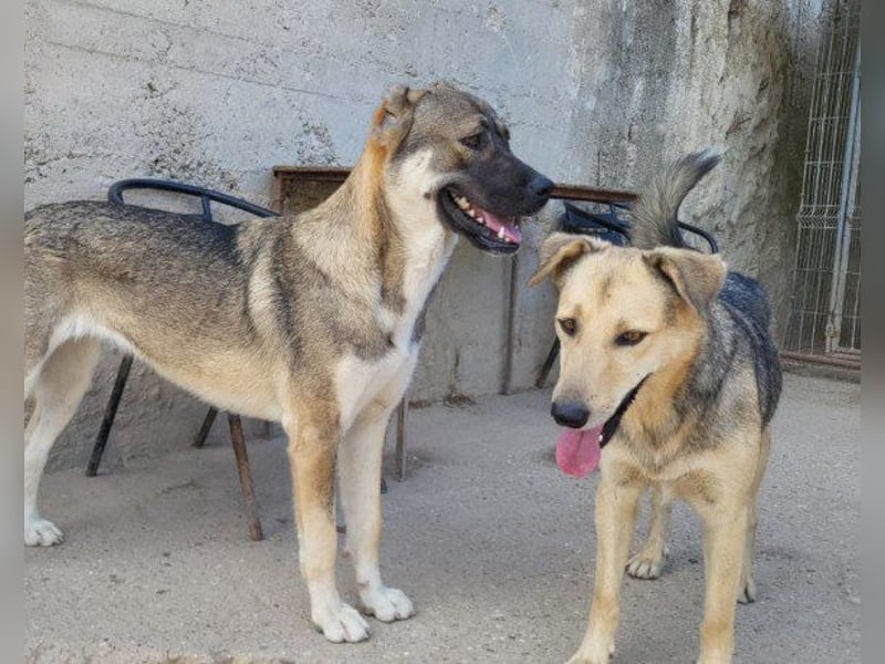 Flinn sucht sein Für-Immer-Zuhause Flinn sucht sein Für-Immer-Zuhause