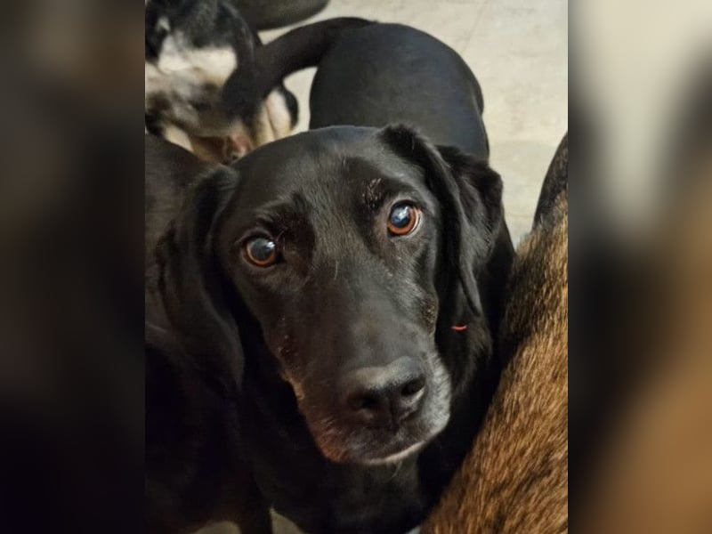 MAYA❤️sanfte, kluge & katzenverträgliche schwarze Schönheit