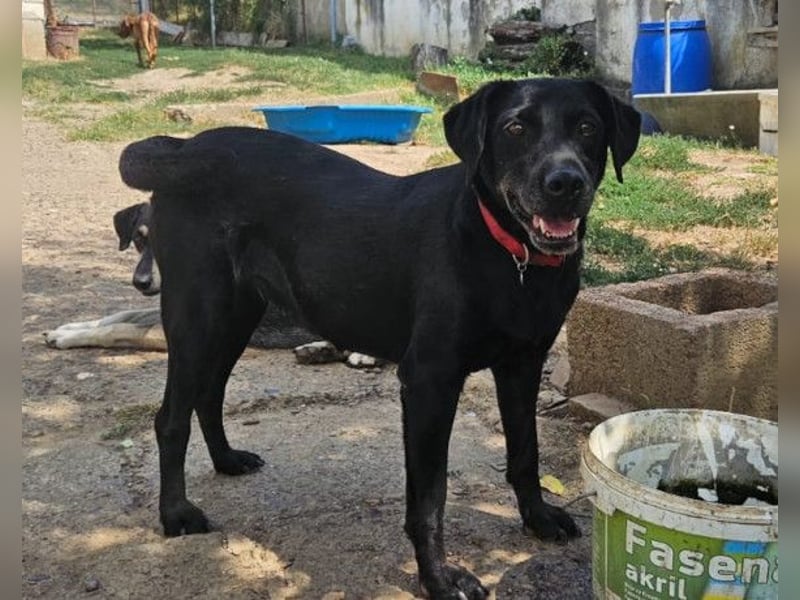 MAYA❤️sanfte, kluge & katzenverträgliche schwarze Schönheit