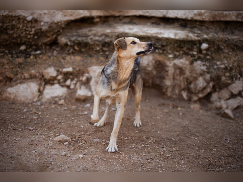 Flinn sucht sein Für-Immer-Zuhause