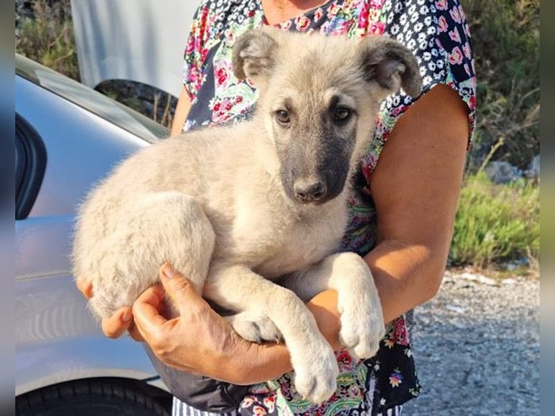 Beauty ♥ Fly ♥ herzliche, treue Fellfreundin