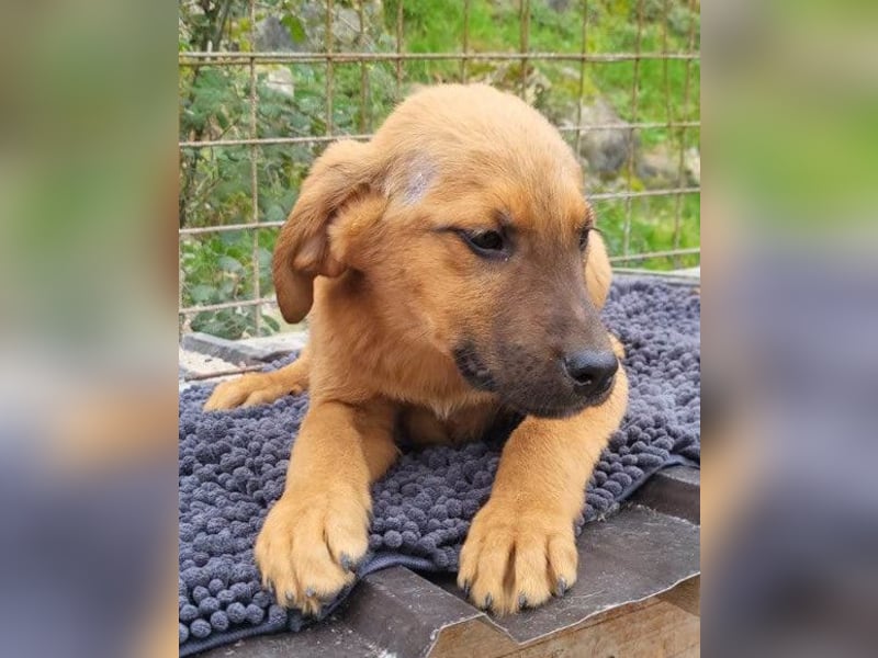 charmanter LASKO❤️wartet in 25474 Bönningstedt!