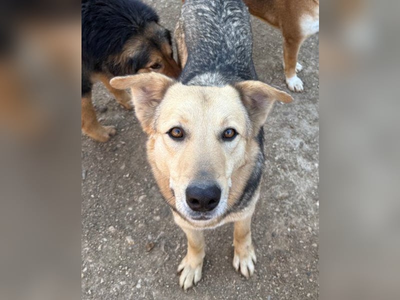 Flinn sucht sein Für-Immer-Zuhause