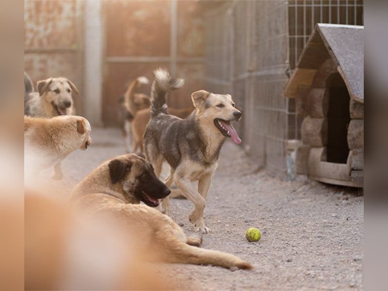 Flinn sucht sein Für-Immer-Zuhause Flinn sucht sein Für-Immer-Zuhause