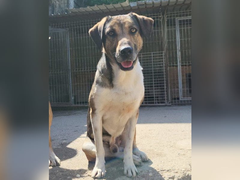 ROBI❤️zauberhafter, lieber Hundejunge, zurückhaltend und sozial