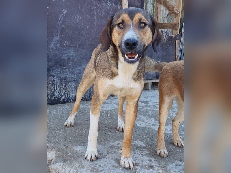 Dave möchte endlich sein Zuhause finden