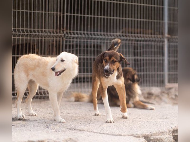 Dave möchte endlich sein Zuhause finden