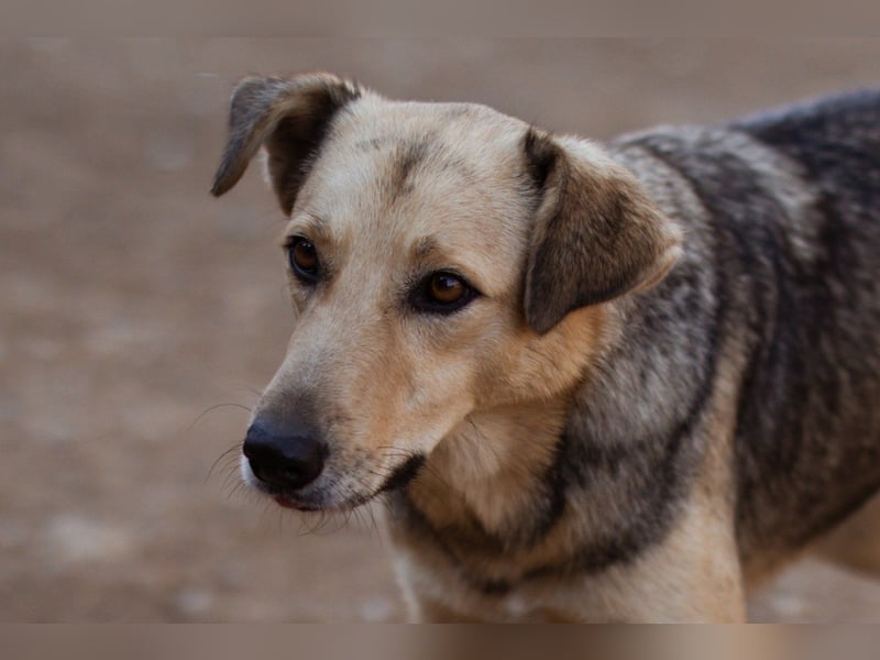 Flinn sucht sein Für-Immer-Zuhause Flinn sucht sein Für-Immer-Zuhause