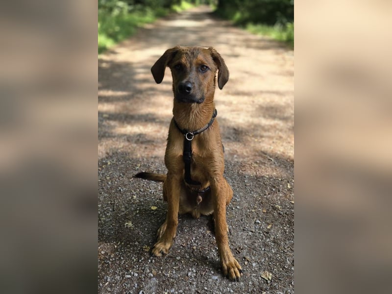 charmanter LASKO❤️wartet in 25474 Bönningstedt!