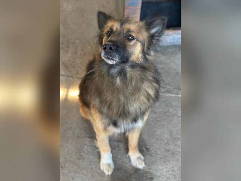 DANTE❤️flauschige, soziale Knutschkugel sucht dringend Nestwärme