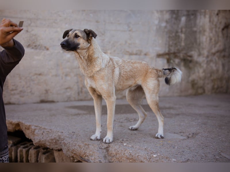 Beauty ♥ Fly ♥ herzliche, treue Fellfreundin